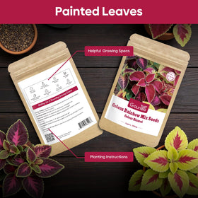 Groundio Coleus Rainbow Mix colors brighten borders, beds, and landscape displays.
