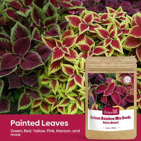 Groundio Coleus Rainbow Mix thriving in containers and patio setups.