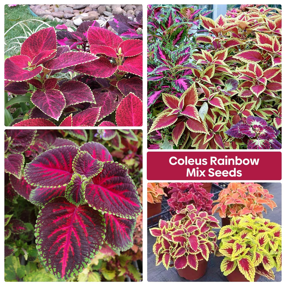 Groundio Coleus Rainbow Mix seeds thrive indoors with bright foliage in low light.