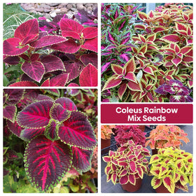 Groundio Coleus Rainbow Mix seeds thrive indoors with bright foliage in low light.