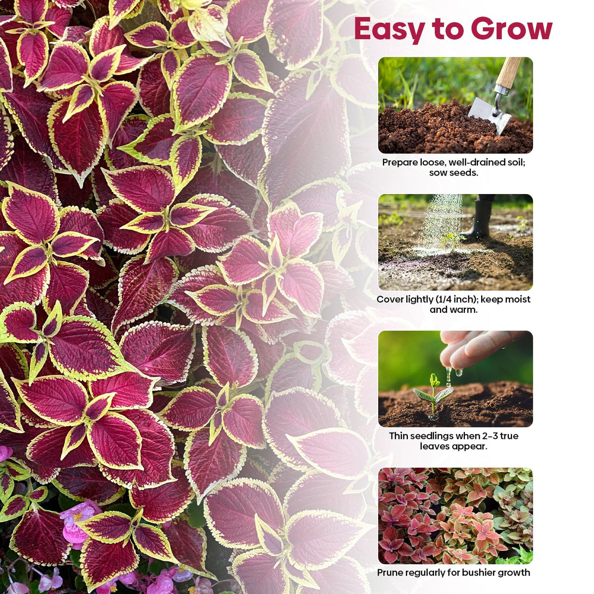 Groundio Coleus Rainbow Mix grows in part sun to part shade for versatile use.