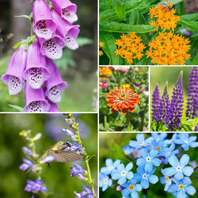 Groundio colorful wildflower bloom scene, visual payoff for patios and yards.