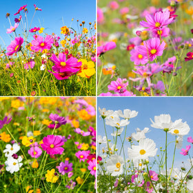 Groundio cosmos gloria pink-centre variety features pink petals and a purple center