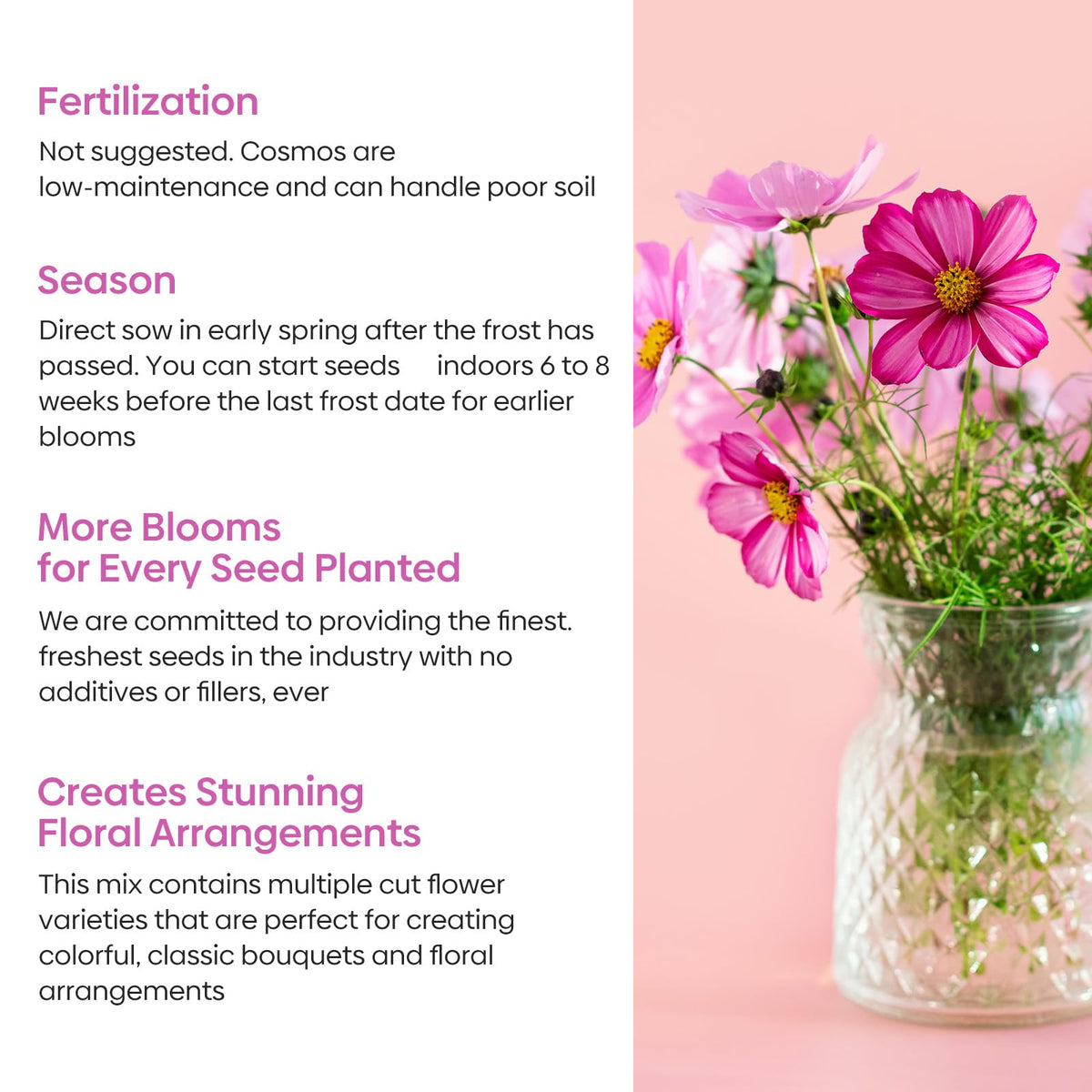 Groundio cosmos open-pollinated garden seeds attract butterflies and bees