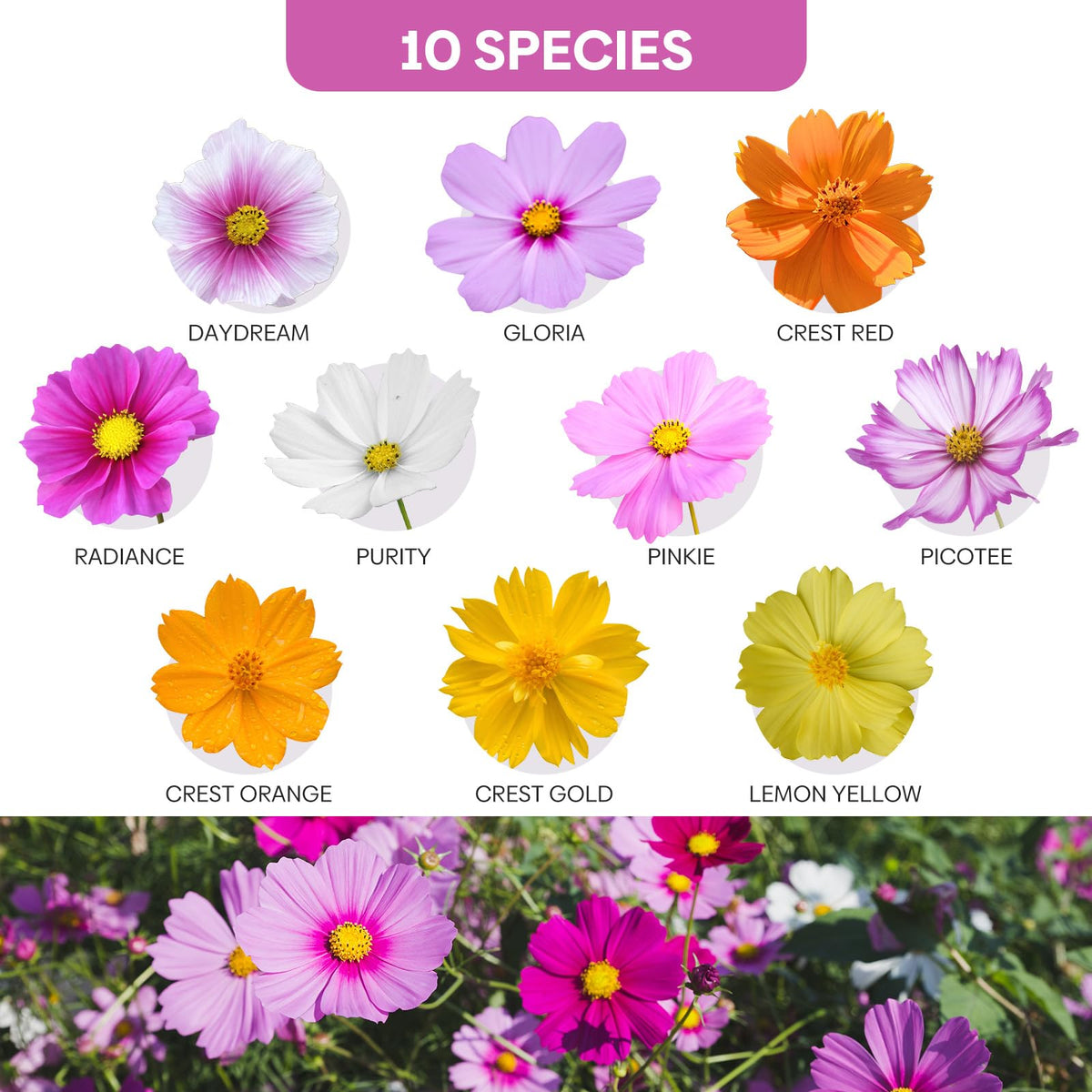 Groundio cosmos sensation mix bloom with pink, rose, white, and crimson hues