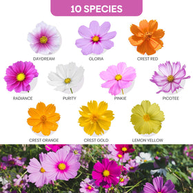 Groundio cosmos sensation mix bloom with pink, rose, white, and crimson hues