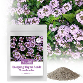 Groundio creeping thyme seeds packaging ready for easy outdoor planting.