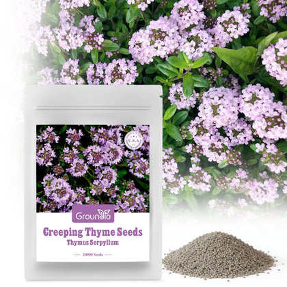 Groundio creeping thyme seeds packaging ready for easy outdoor planting.