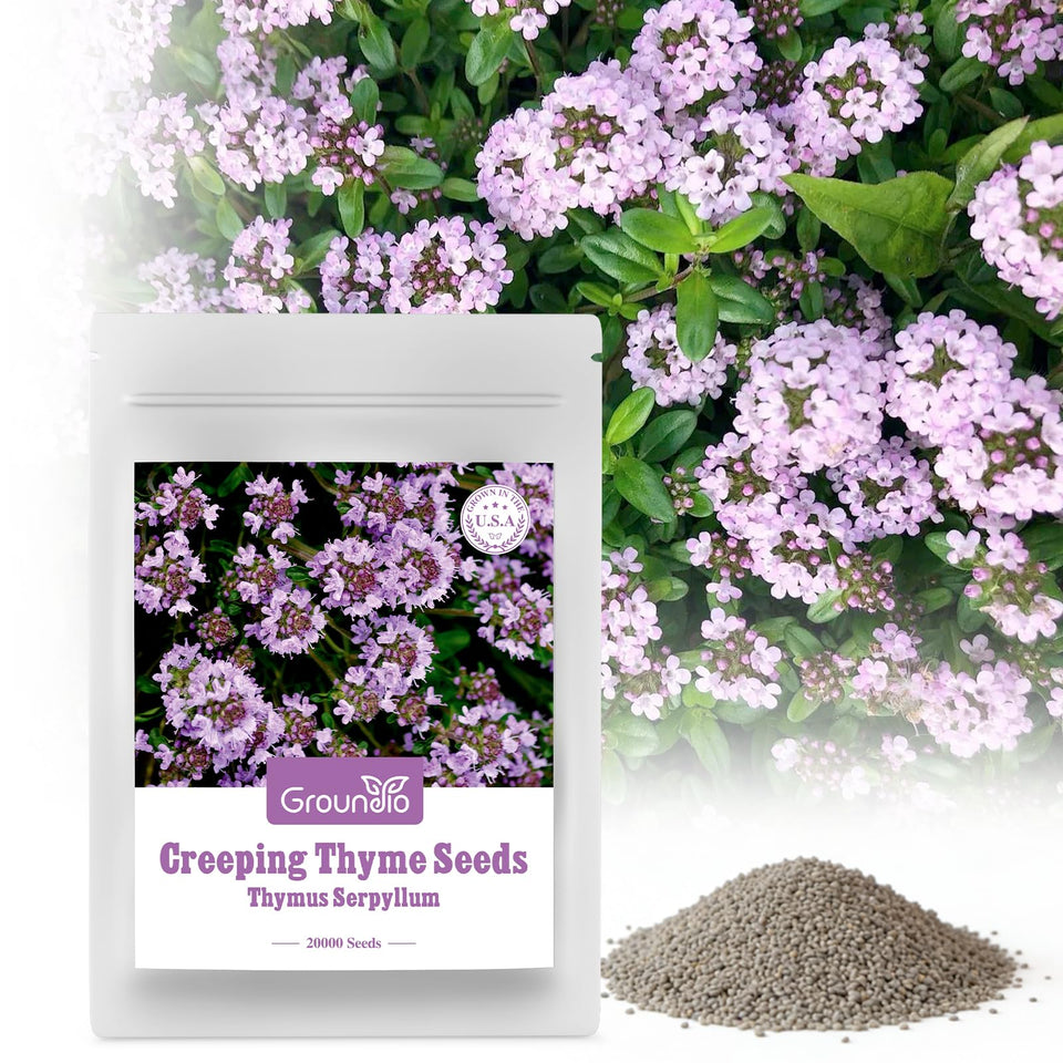 Groundio creeping thyme seeds packaging ready for easy outdoor planting.
