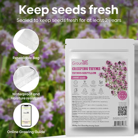 Groundio drought-tolerant thyme plant thrives in well-drained soil.