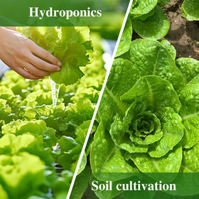 Groundio fresh romaine leaves harvested for quick salads