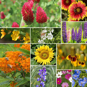 Groundio garden-ready wildflowers, easy to plant for a low-maintenance colorful display.