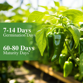 Groundio jalapeno seeds in a garden setup ready for indoor or outdoor planting