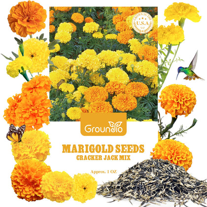 Groundio marigold seeds 1oz pack ready for sowing in beds; attracts pollinators.