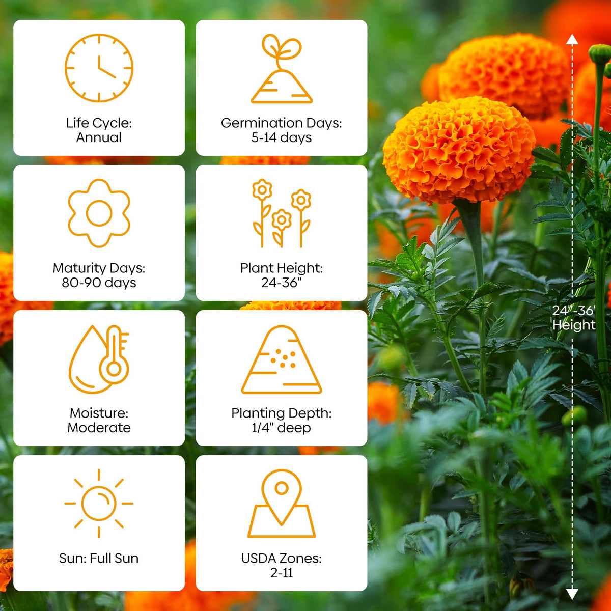 Groundio marigold seeds produce yellow-orange flowers for sunny garden beds.