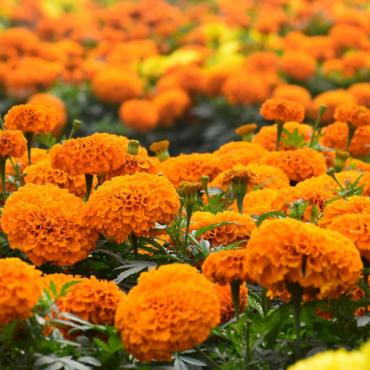 Groundio marigolds thrive as garden companions with vegetables.