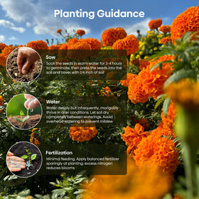 Groundio seeds for containers make balcony gardens easy.