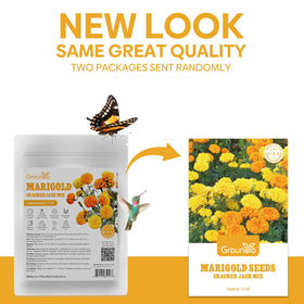 Groundio cracker jack mix marigold blooms yellow and orange; vibrant border color.