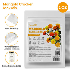 Groundio marigolds attract butterflies and bees, supporting pollination.