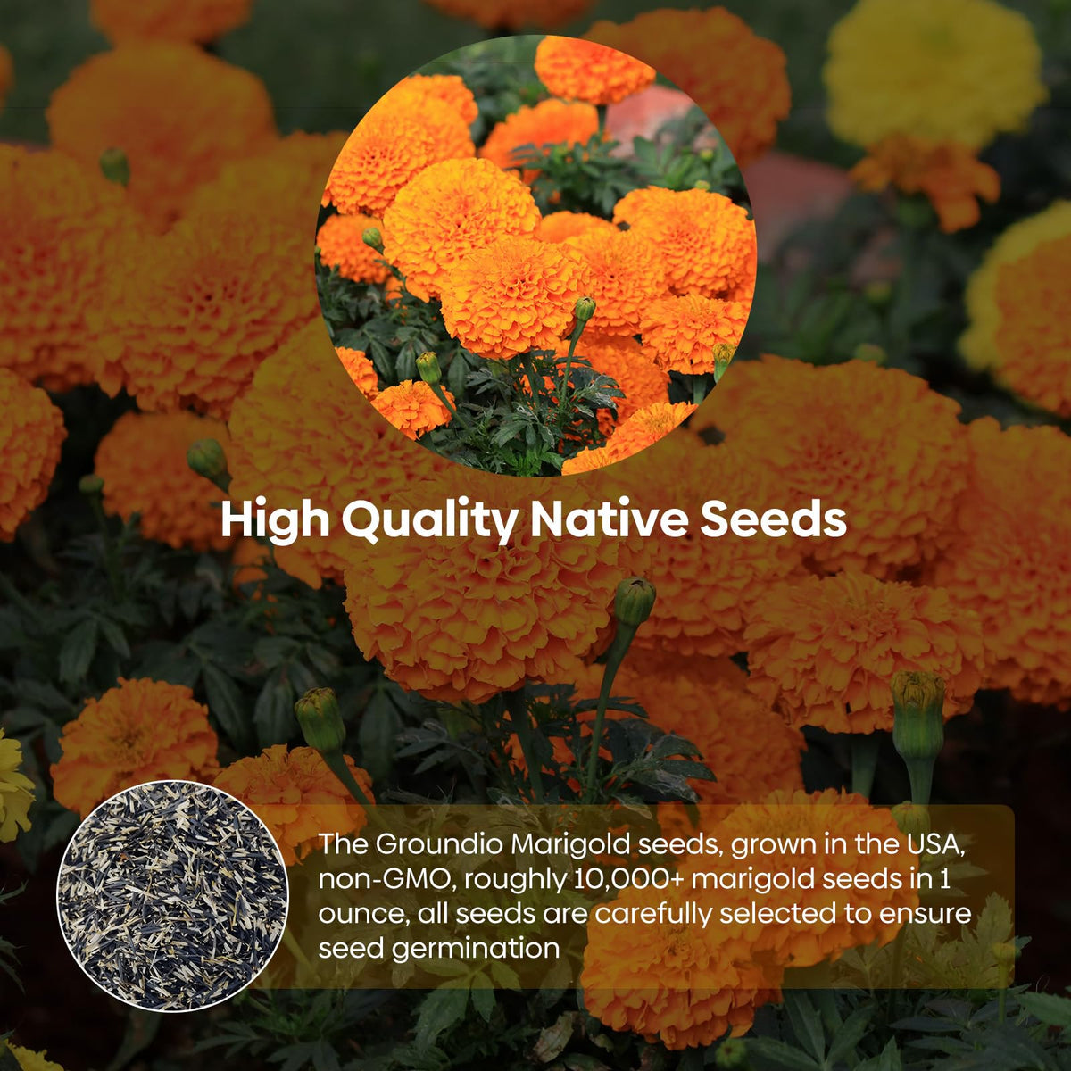 Groundio marigolds thrive in pots and tough conditions.