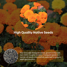 Groundio marigolds thrive in pots and tough conditions.