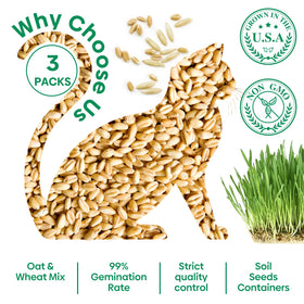 Groundio organic wheat and oat seeds blend for fiber-rich cat grass