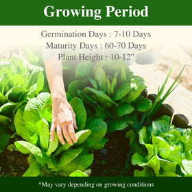 Groundio outdoor garden bed thriving with Parris Island romaine