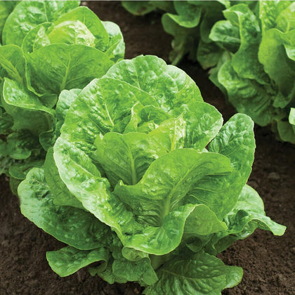 Groundio Parris Island romaine seeds packet for home gardens with high germination