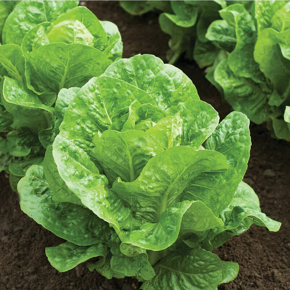 Groundio Parris Island romaine seeds packet for home gardens with high germination