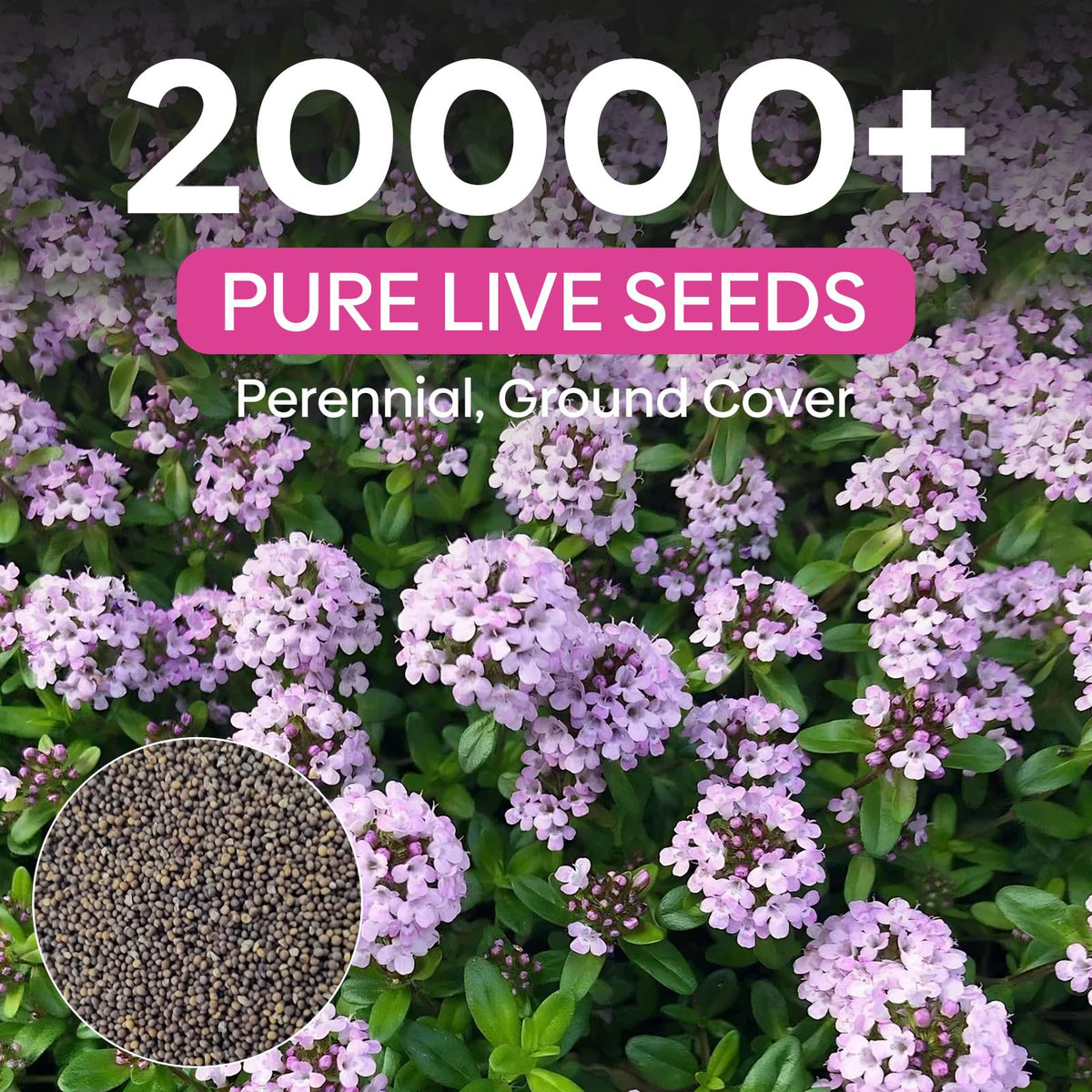 Groundio perennial thyme flowers bloom to attract pollinators like bees.