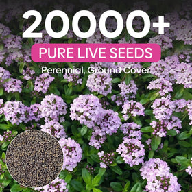 Groundio perennial thyme flowers bloom to attract pollinators like bees.