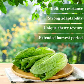 Groundio salad-ready romaine leaves in a crisp bowl