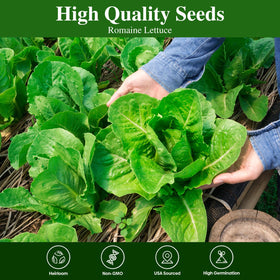 Groundio seed germination close-up shows quality romaine seeds for reliable sprouts