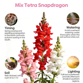 Groundio Snapdragon Seed Mix ideal for containers with color accents