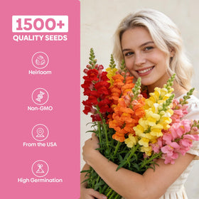Groundio Snapdragon Seed Mix vibrant colors brighten borders and planters