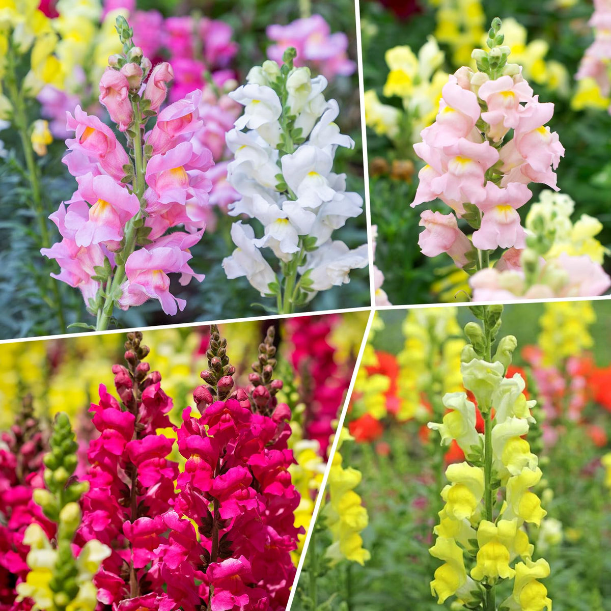 Groundio Snapdragon Seed Mix high germination seeds for reliable spring planting