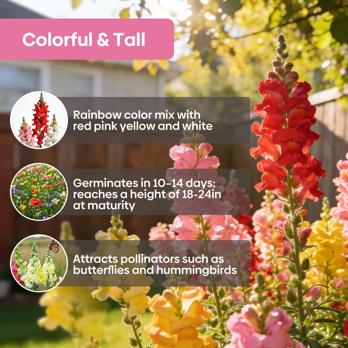 Groundio Snapdragon Seed Mix compact growth for small pots and balconies