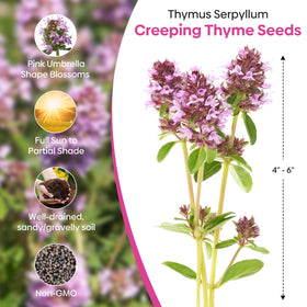 Groundio thyme aroma close-up hints at fresh fragrance for borders.