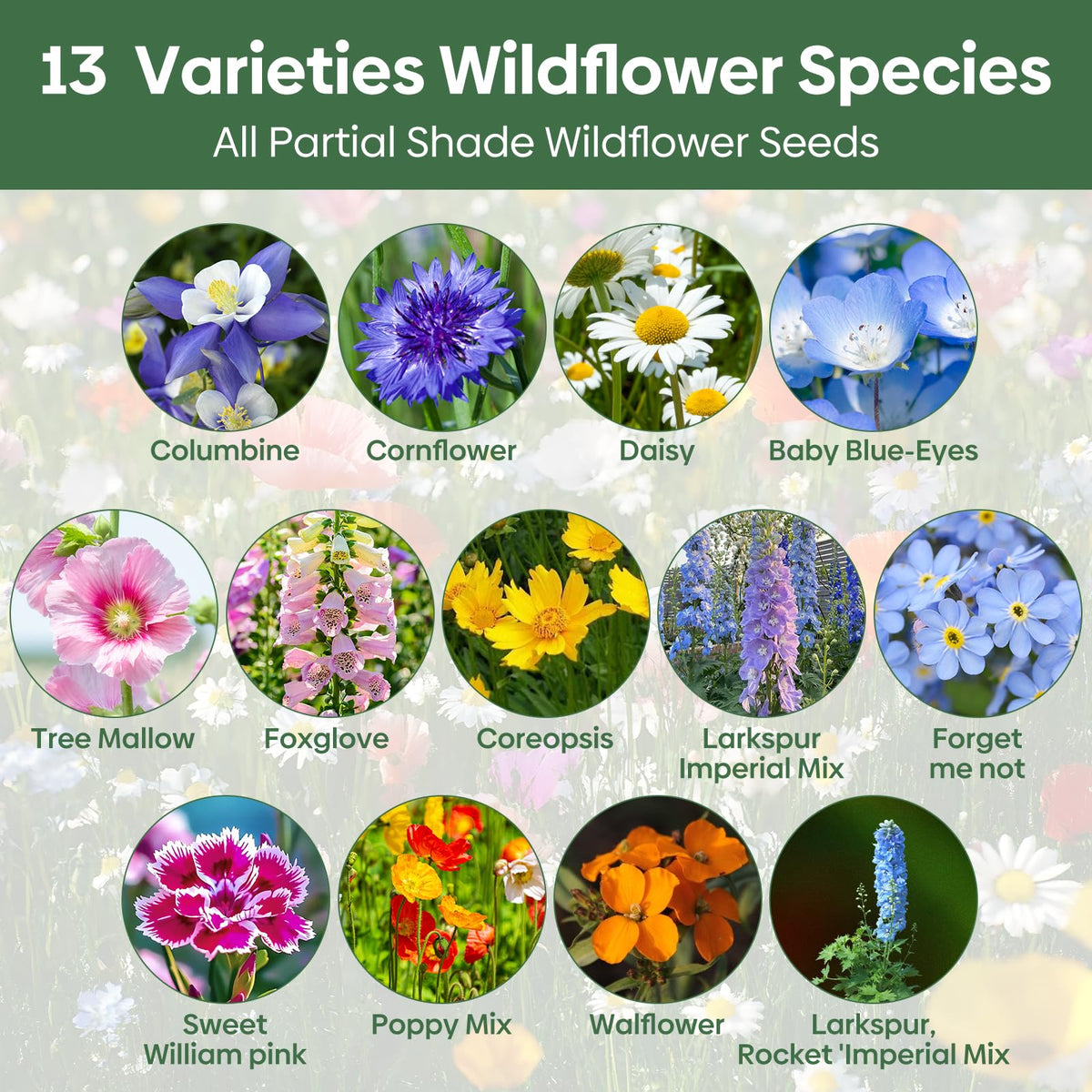 Groundio wildflower seeds arranged in a garden bed for shaded spaces