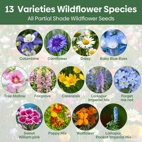 Groundio wildflower seeds arranged in a garden bed for shaded spaces