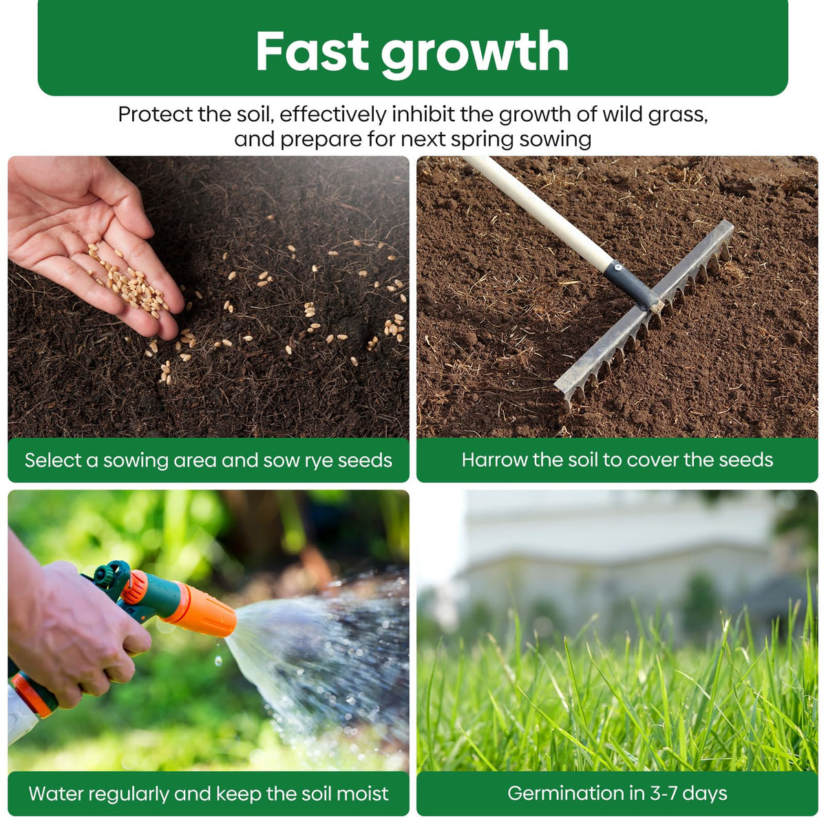 Groundio Winter Rye Seeds establish dense, resilient lawn.