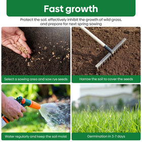 Groundio Winter Rye Seeds establish dense, resilient lawn.