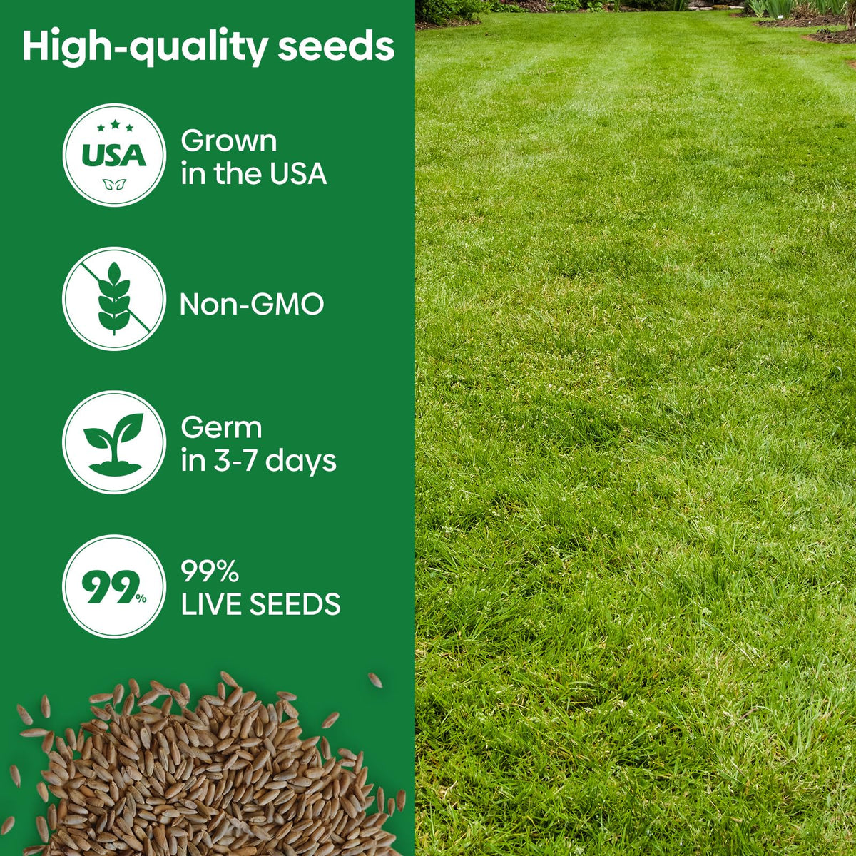 Groundio Winter Rye Seeds germination begins in days for fast lawn cover.
