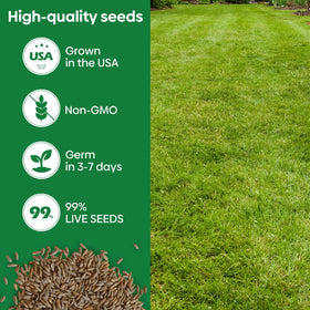 Groundio Winter Rye Seeds germination begins in days for fast lawn cover.