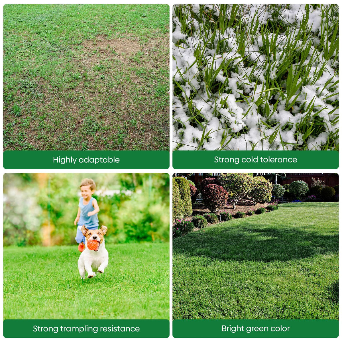 Groundio Winter Rye Seeds convenient for large-area sowing.