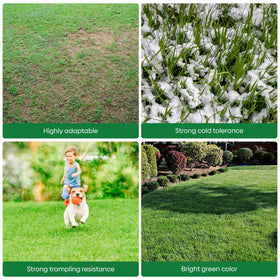 Groundio Winter Rye Seeds convenient for large-area sowing.