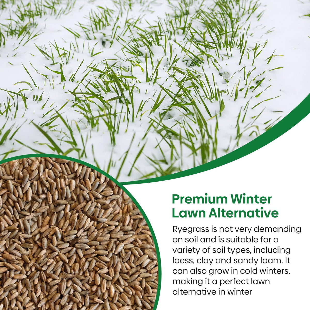 Groundio Winter Rye Seeds improve soil and suppress weeds.