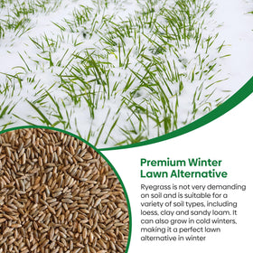 Groundio Winter Rye Seeds improve soil and suppress weeds.