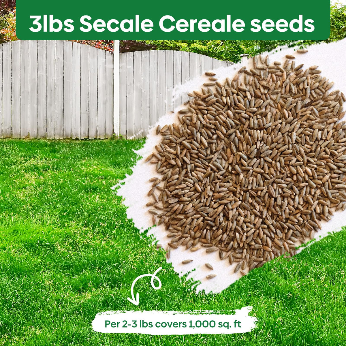 Groundio Winter Rye Seeds USA-grown quality promoting quick germination.