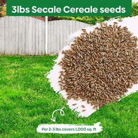 Groundio Winter Rye Seeds USA-grown quality promoting quick germination.